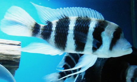 Frontosa Burundi Dişi